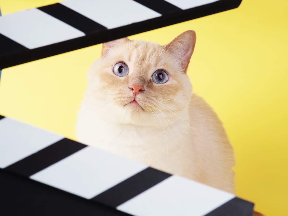 Cat with clapboard for movies