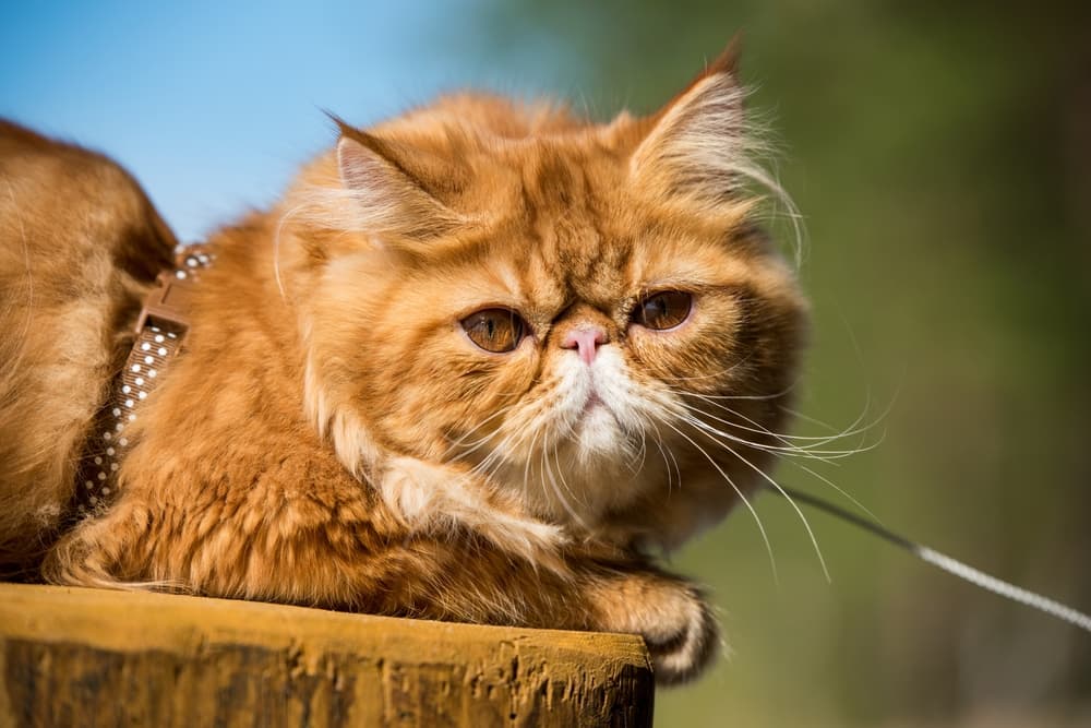 Persian cat outside in summer