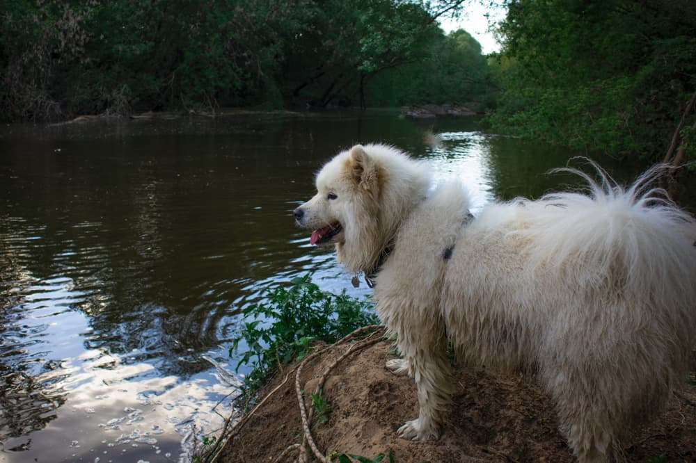 Dog down by river