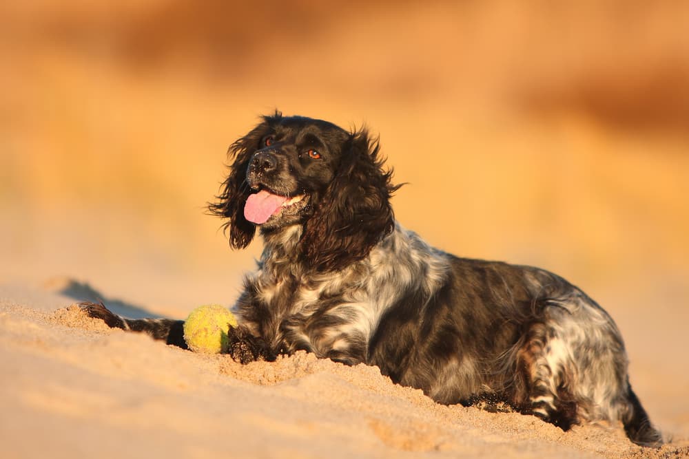 long haired dog on beach