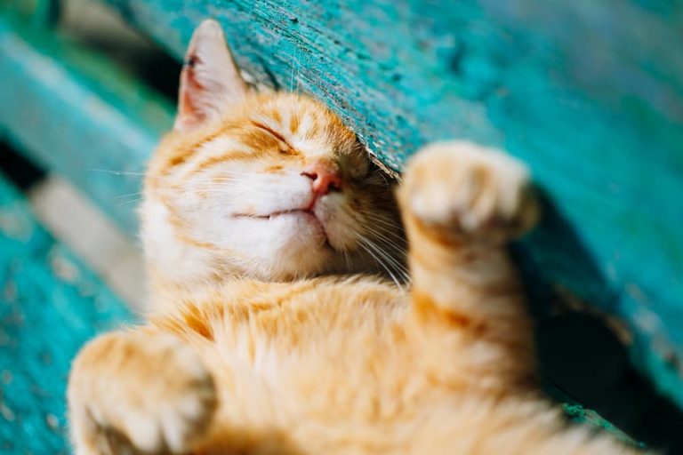 Hot cat on summer day