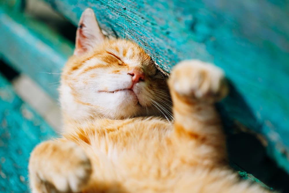 How Hot Is Too Hot for Cats?