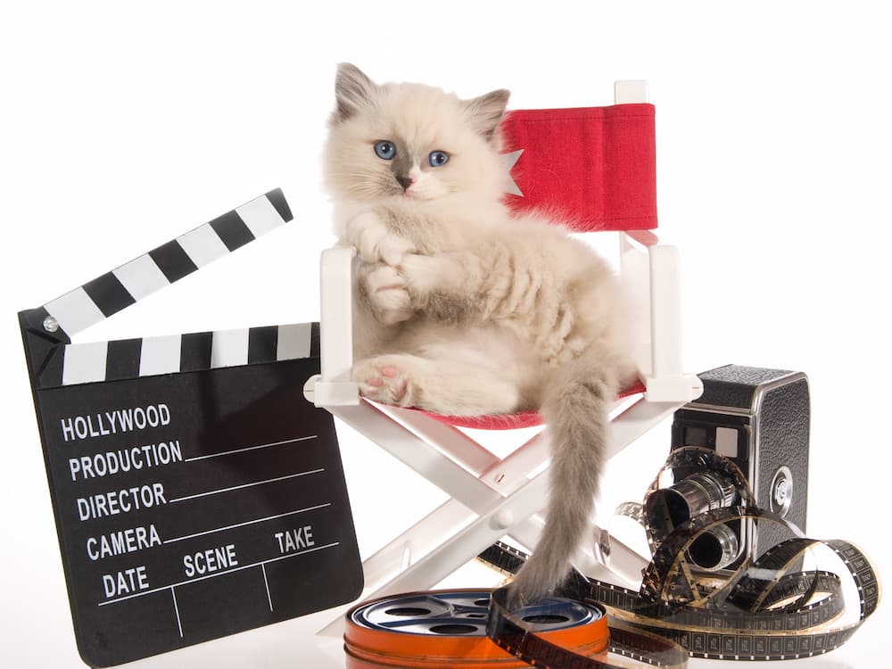 cute cat sitting in a director chair