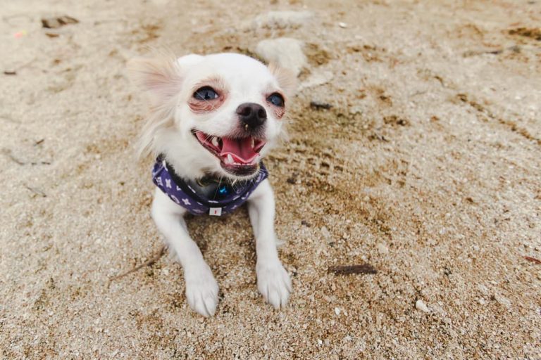 white dog on beach in sun