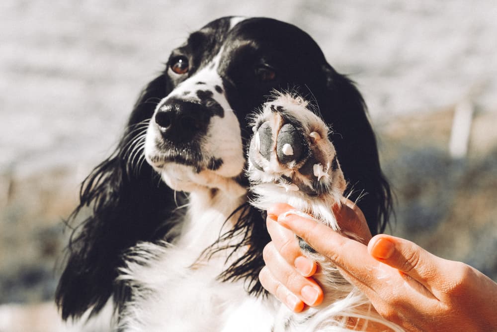 Applying sunscreen on dog