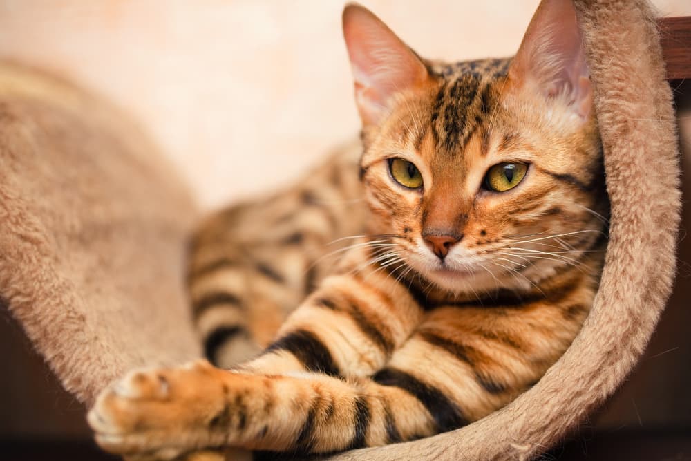 Cute cat in a bowl