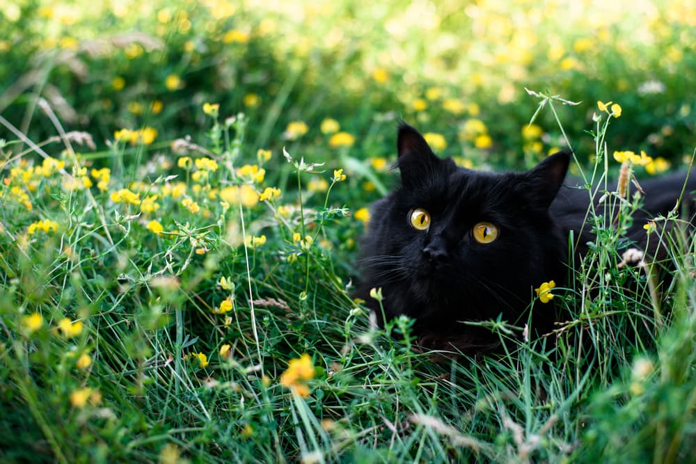 Happy black cat outside in the meadow