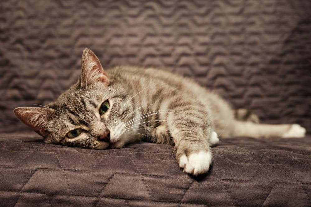 Grey cat stretched on the sofa