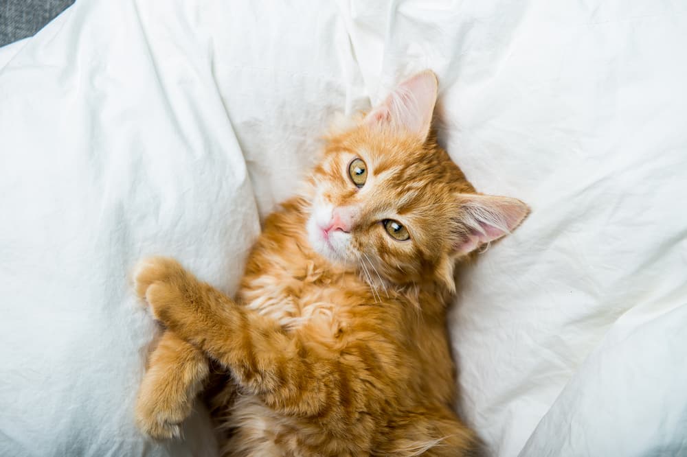 85 Unisex Cat Names for Male or Female Cats