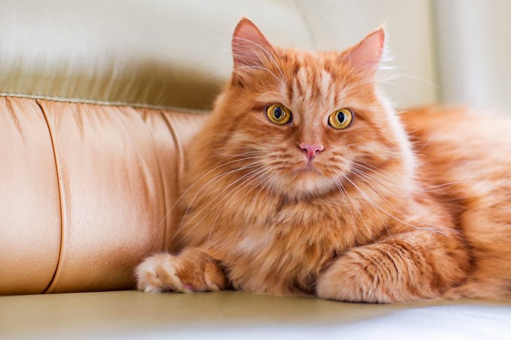 Cute fluffy orange cat