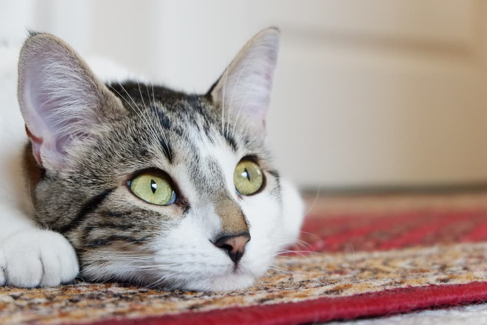 Cute cat looking up from rug