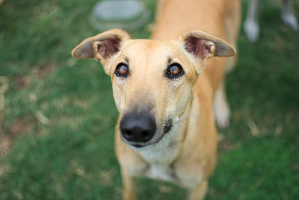 Dog looking up to camera