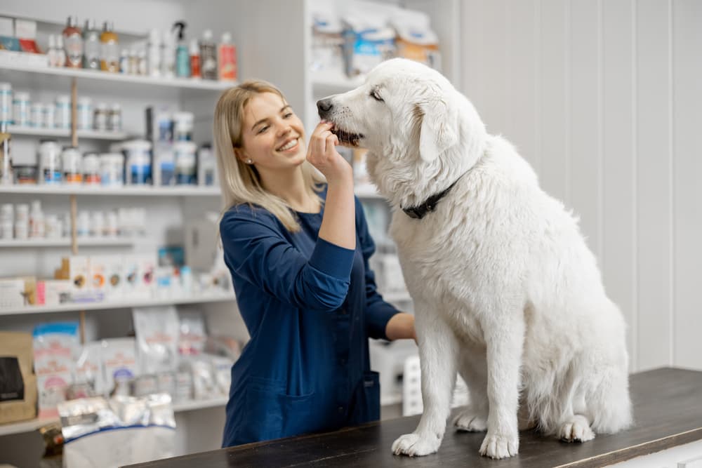 Dog at the pharmacy taking medication