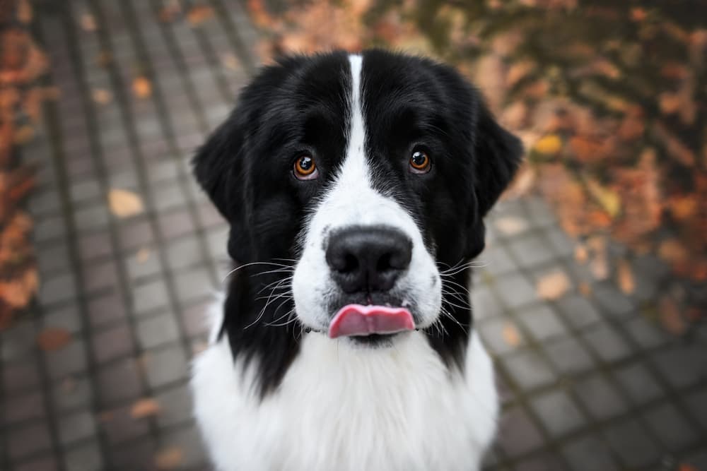 Dog with tongue out