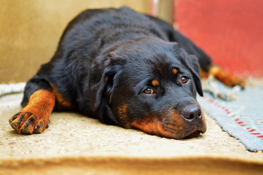 Dog laying down on blanket