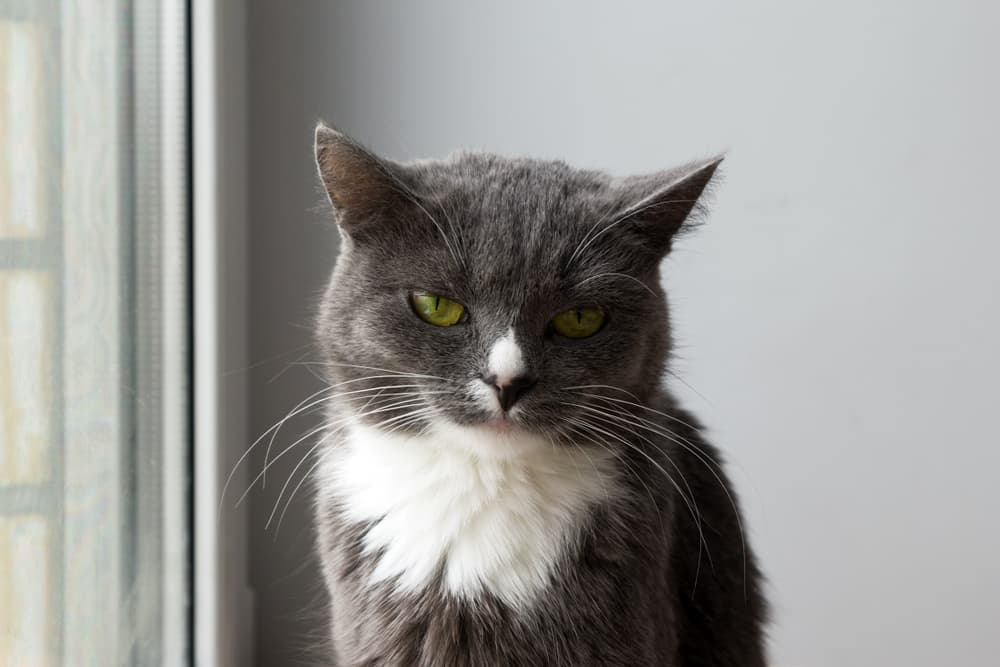 Cat at home looking sad blood in urine