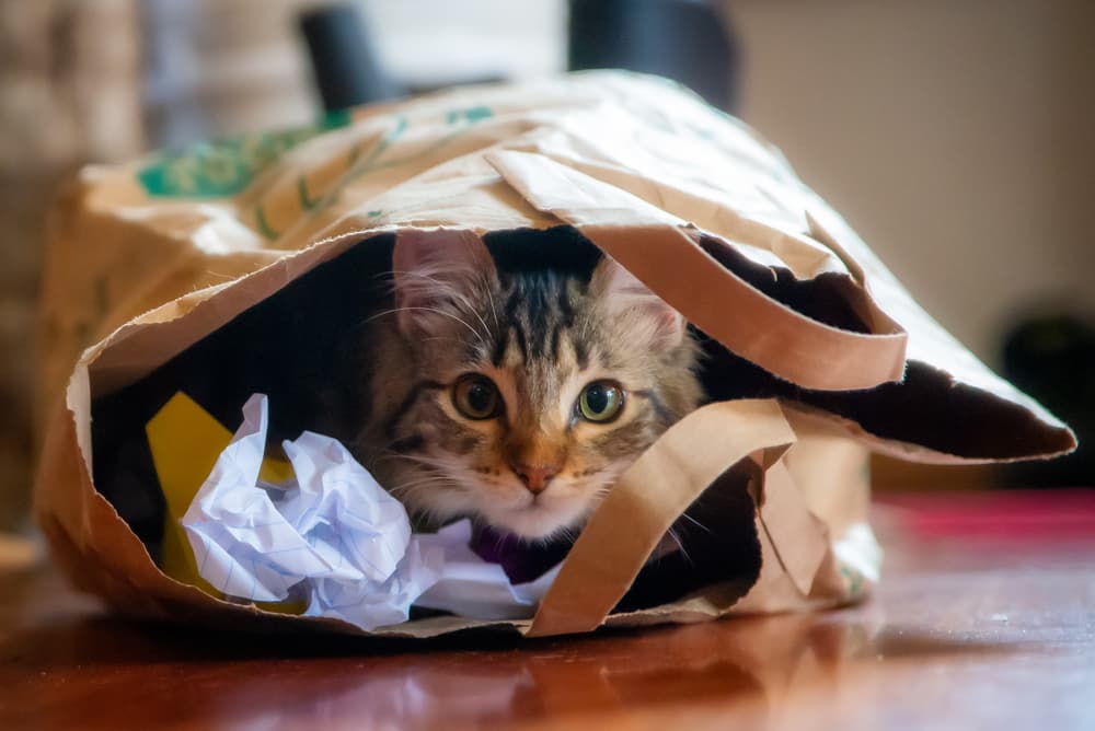 Cat in a paper bag