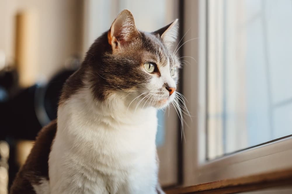 Cat looking out window looking sad