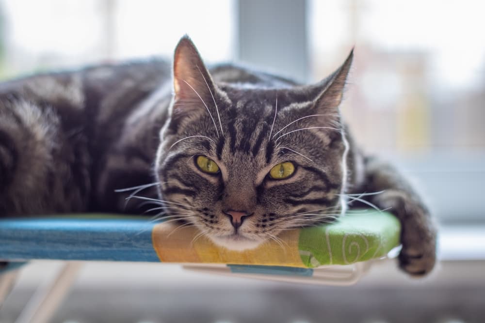 How Often Do Cats Poop?