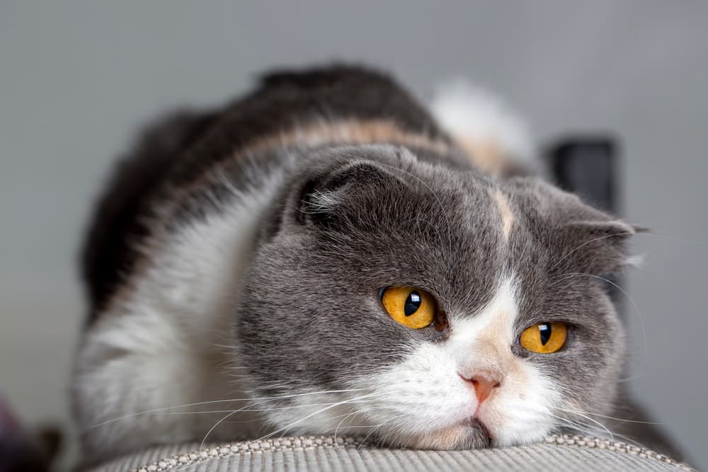 Low-energy cat resting on couch. If you're wondering how often do cats poop, low energy paired with no poop for longer than two days is a warning sign worth discussing with your vet. 