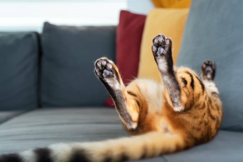 Cat laying on back with legs up on couch