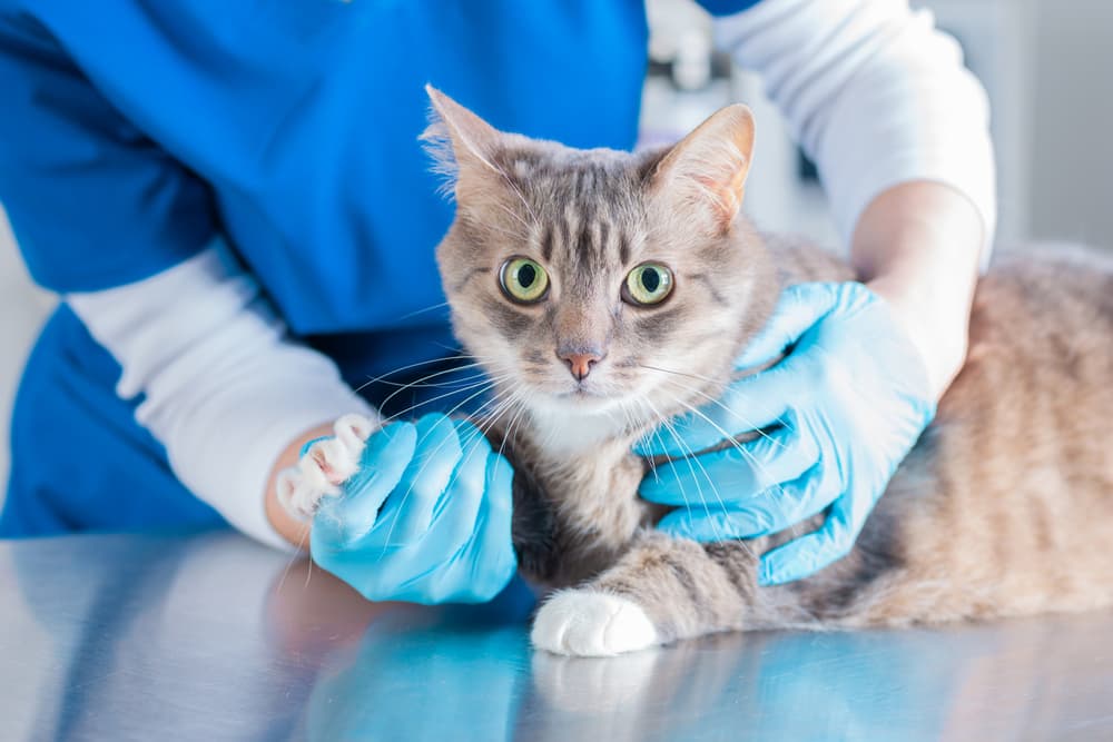Cat at the vet having an exam