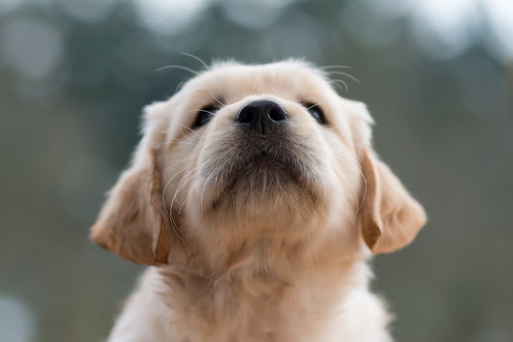 Dog nose smiling happy even though he might get a nose bleed