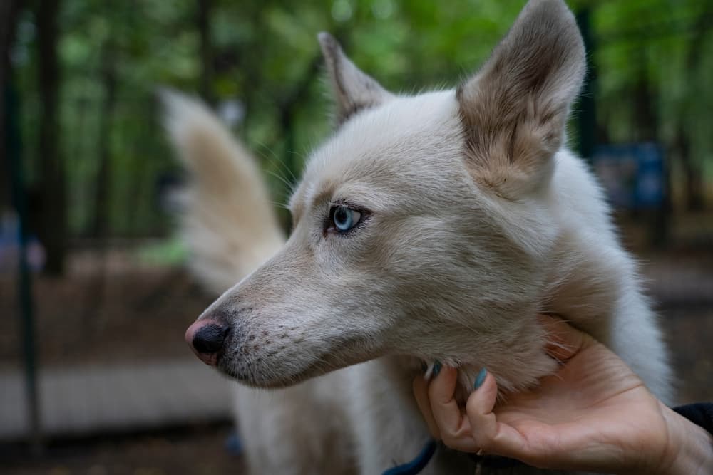 Dog being pet at outdoor park
