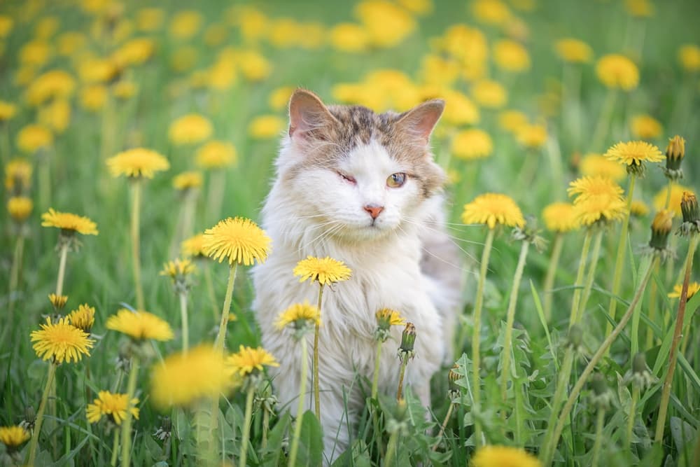 Cat in meadow