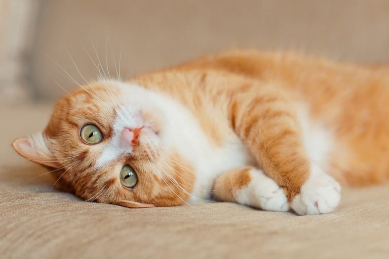 Cat stretched out on bed relaxed