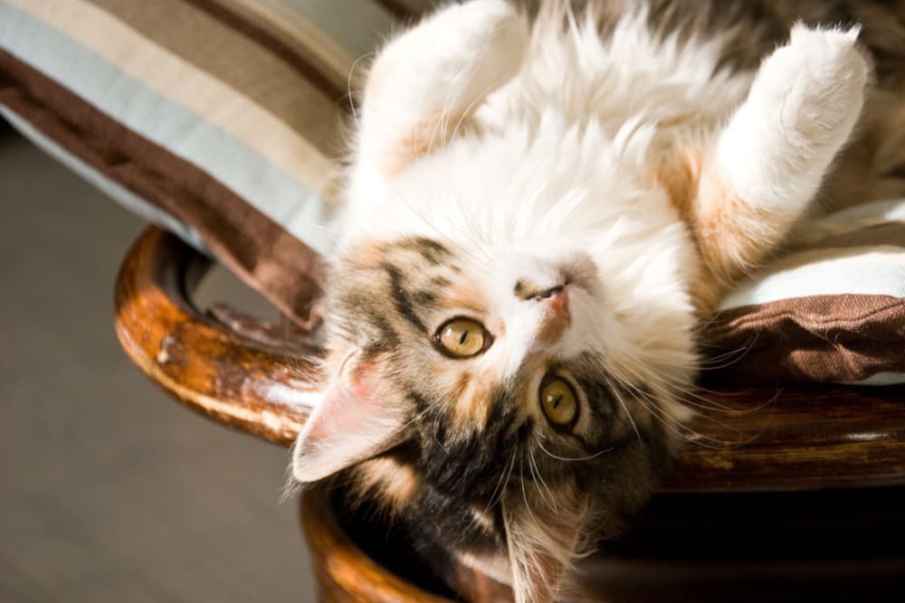 Comfortable cat stretched on a couch