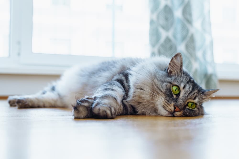 Cat not feeling well laying down on floor