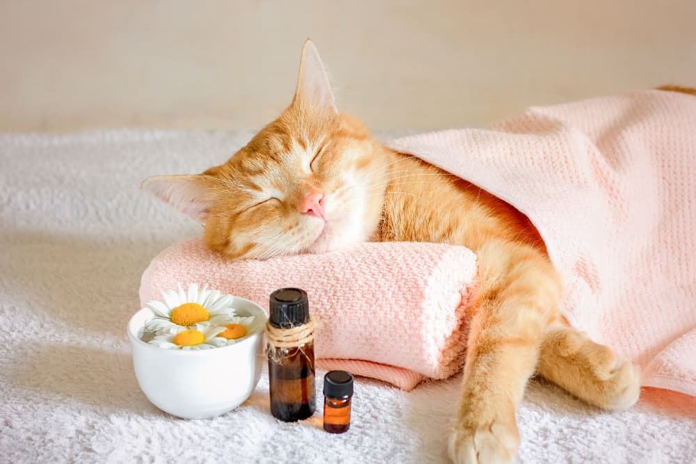 Cat lounging with essential oils