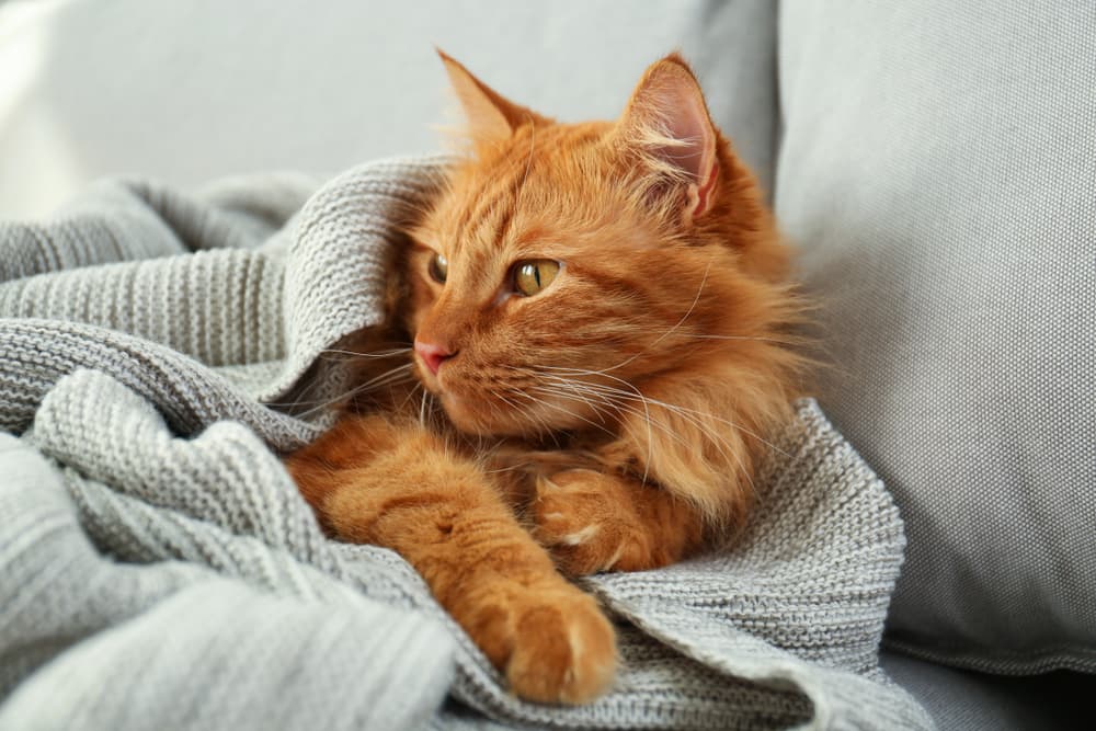Cat bundled in blanket