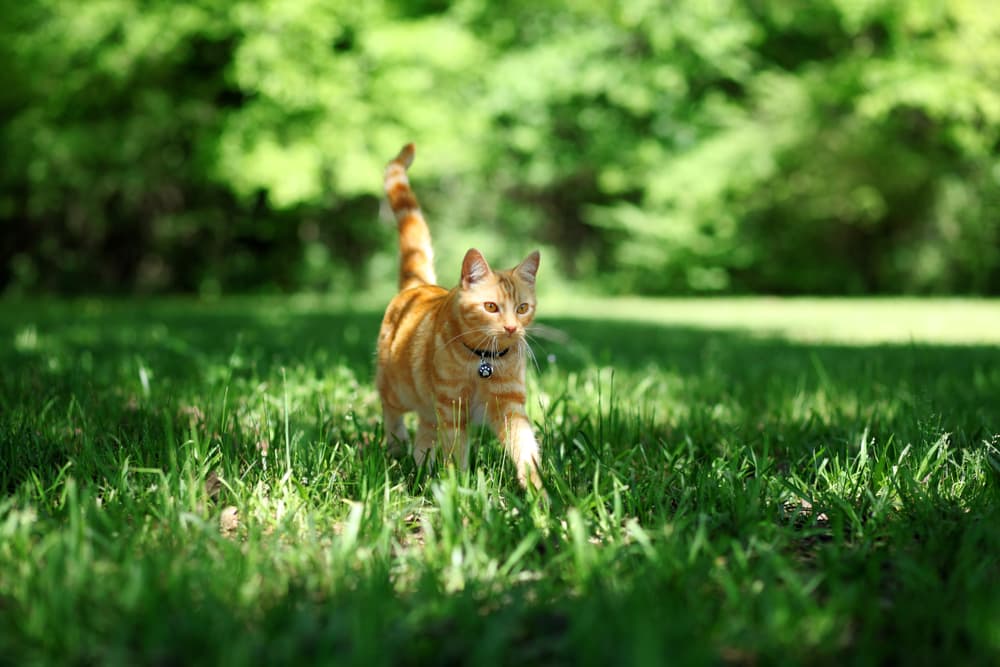 Cat in the grass