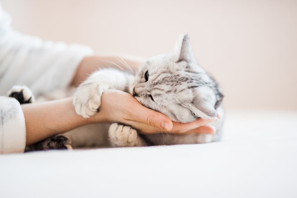 Hookworms in Cats