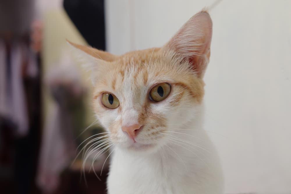 Cat head tilted has hookworms
