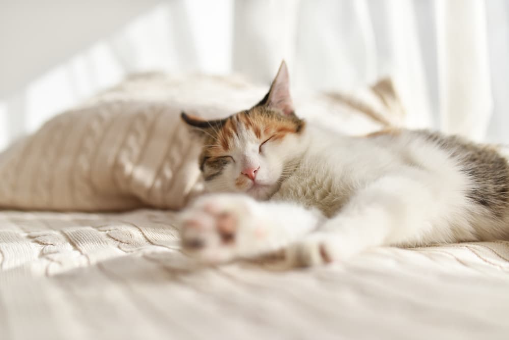 Melatonin for Cats