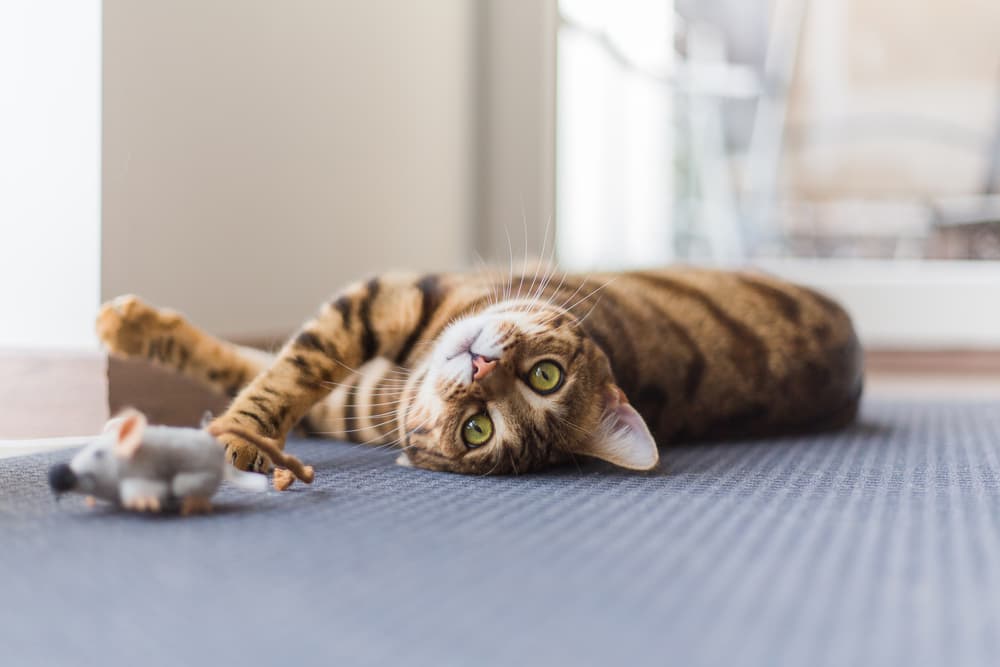 Cat playing with toy