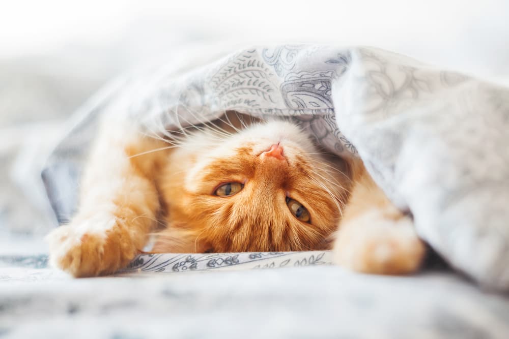 Cat stretching under covers on bed
