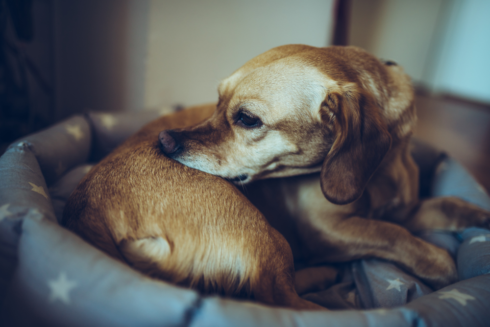 Dog with allergies biting and itching