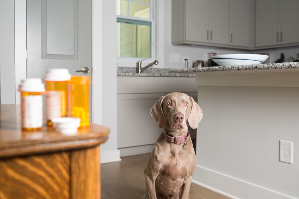 Dog in kitchen near human medication
