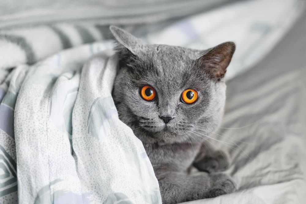 British Shorthair cat on bed