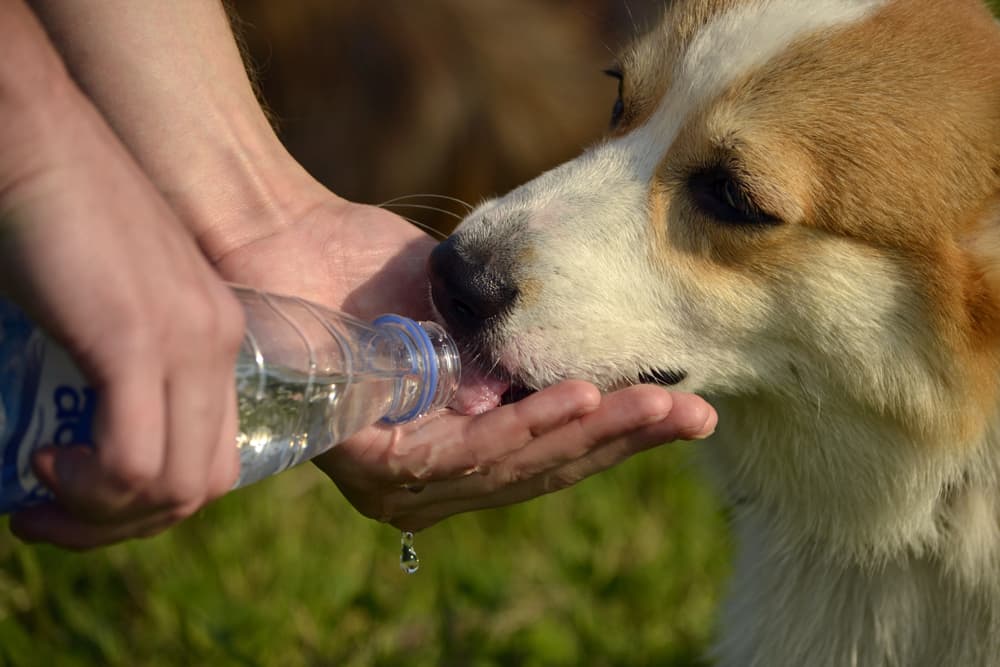 Dog drinking from water bottle