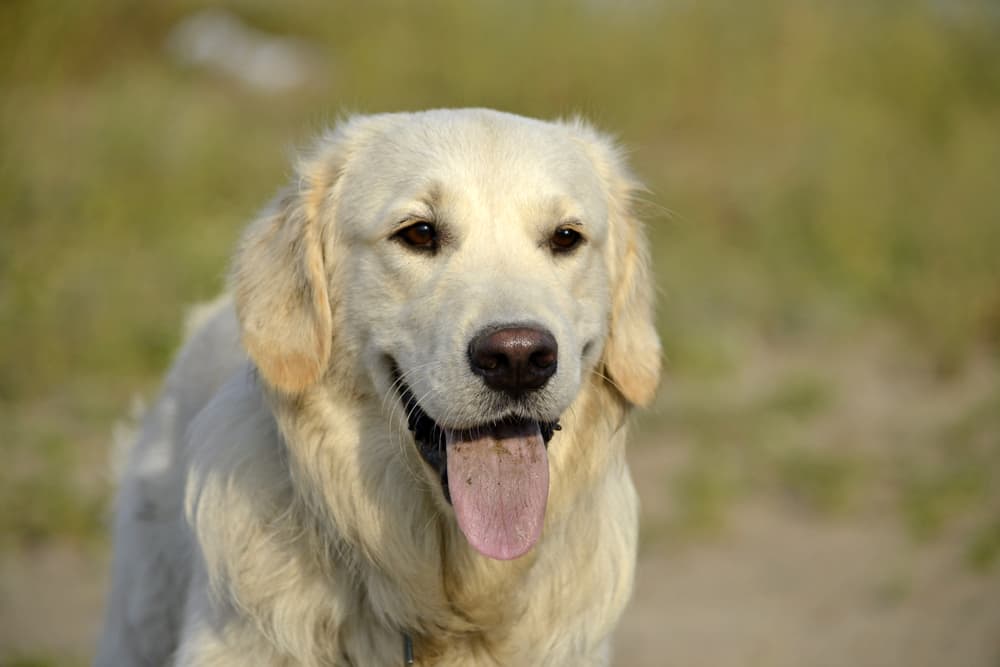 Golden Retriever suffering from heat