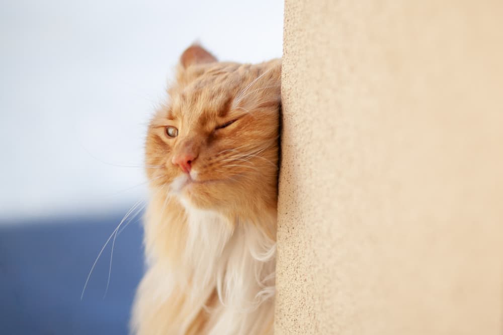 Cat rubbing face against wall