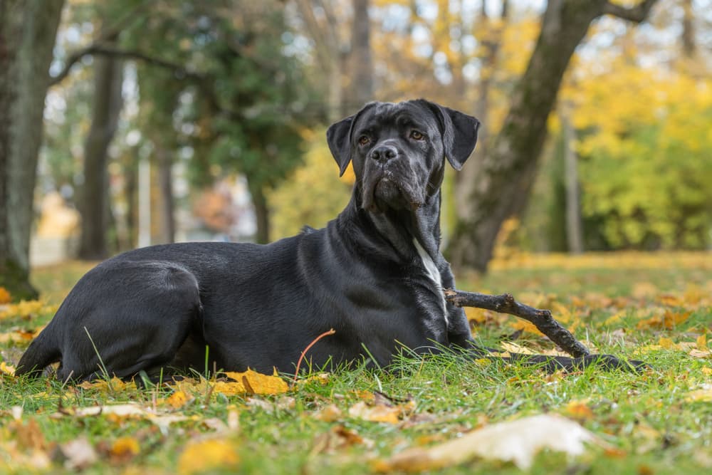 Cane Corso lying down outside