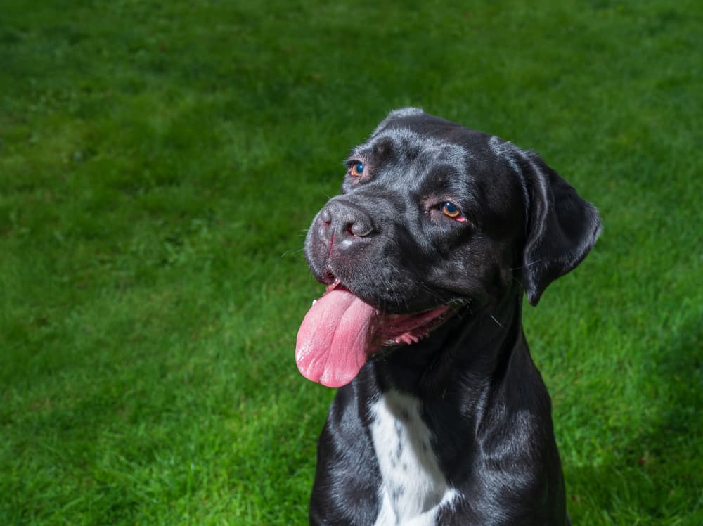 Young Cane Corso in grass
