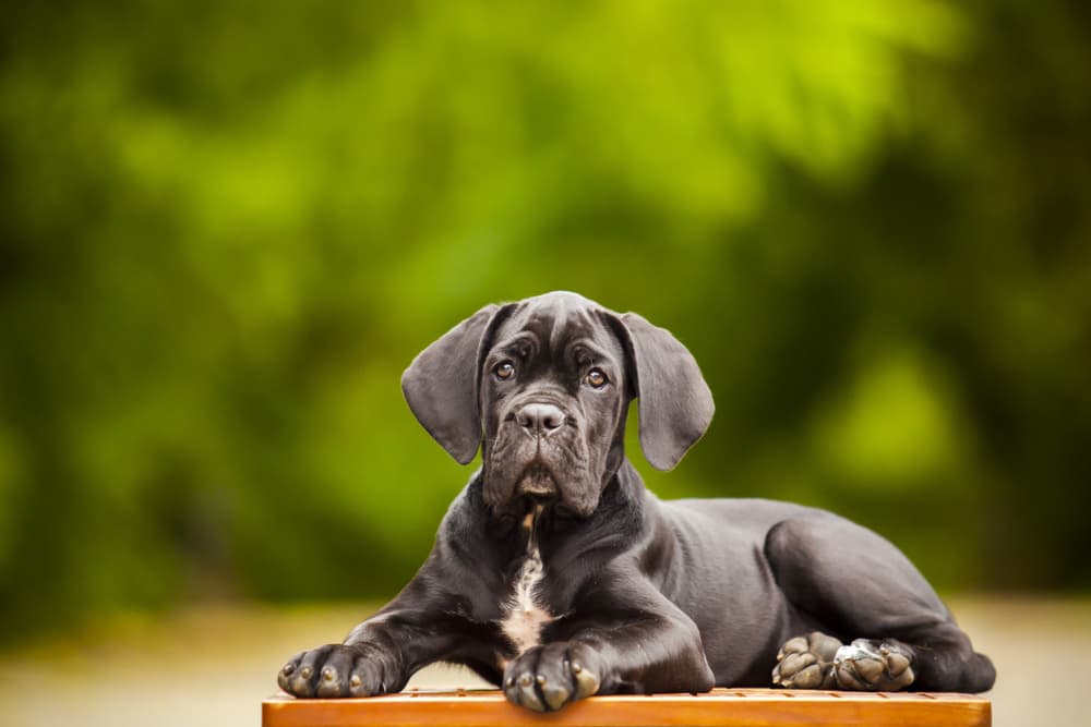 Cane Corso puppy