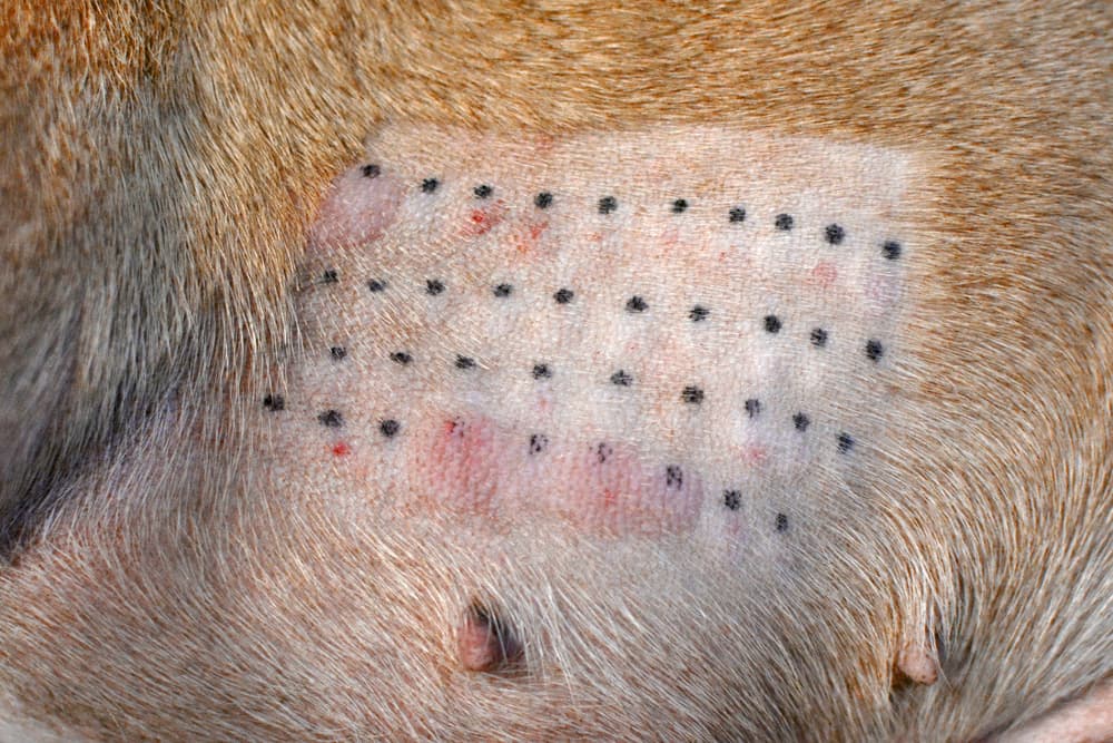 intradermal dog allergy test